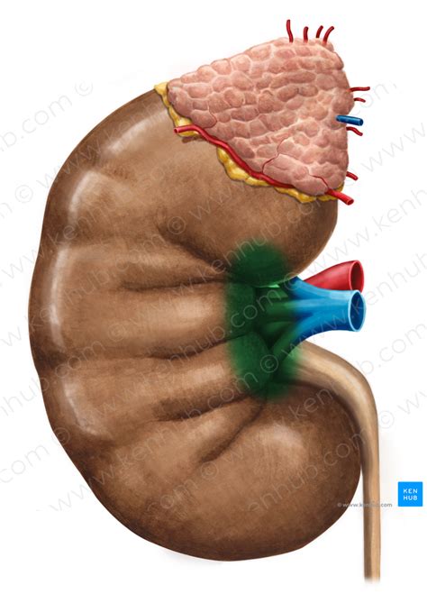 Hilum of kidney (#4240) – Kenhub Image License Store