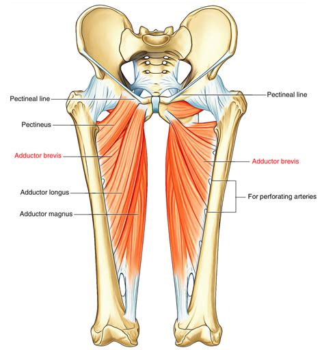 Groin Pain and Return To Play — Perfect Stride Physical Therapy