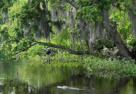 Photo Gallery | Jean Lafitte Swamp Tours