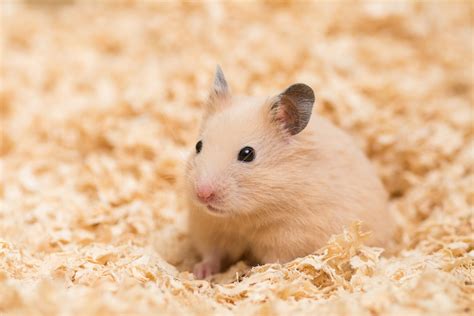 The Five Most Popular Hamster Breeds | PetMD