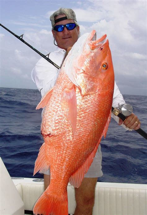 red-snapper-world-record ⋆ Everybody Catches Fish With MrWiffelure,