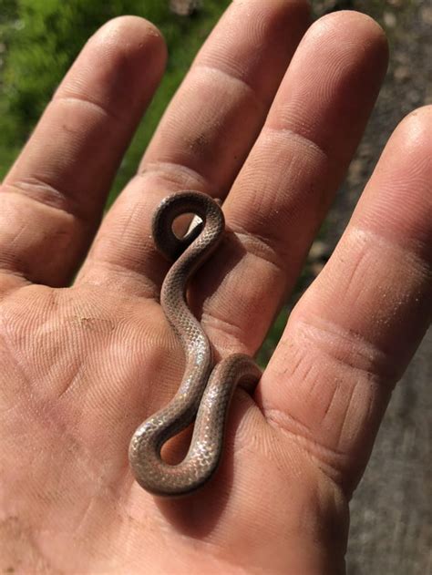 Found this baby snake under a rock in Sonoma, California. What is ...