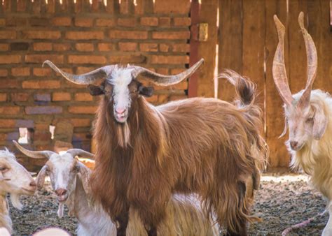 11 Best Cashmere Goat Breeds - The Happy Chicken Coop