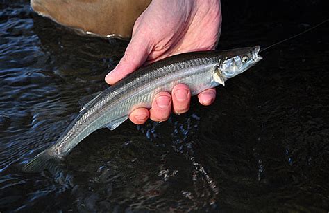 Habilitaron la pesca de pejerrey en toda la provincia – El Puntano