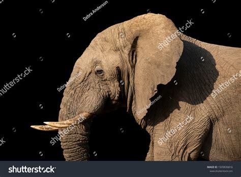 95,174 Elephant Ears Images, Stock Photos & Vectors | Shutterstock