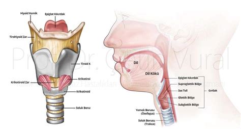 Larenks Kanseri – Gırtlak Kanseri - Prof. Dr. Çetin Vural