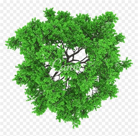 Tree Top View - Tree Top View Vector - Free Transparent PNG Clipart Images Download