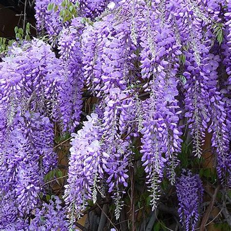 Wisteria sinensis Prolific | Buy Chinese Blue Wisteria Trees