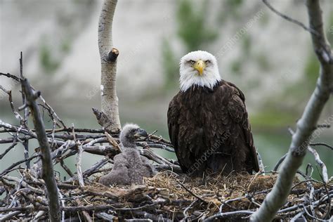 Bald Eagle Nesting - Stock Image - C037/3257 - Science Photo Library