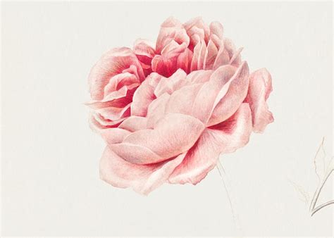 Red Rose by Georgius Jacobus Johannes van Os (1782–1861). Origin ...