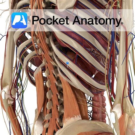 Intercostal nerve 10 - Pocket Anatomy