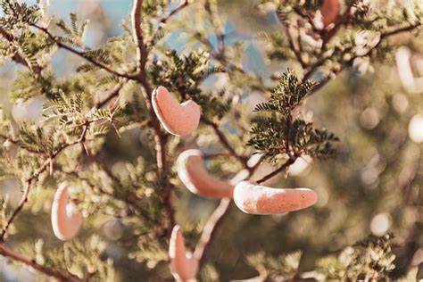 Free Stock Photo of Camel Thorn Tree | Download Free Images and Free Illustrations