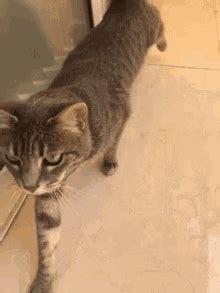 Cat Stretching Cat GIF - Cat Stretching Cat Cat Stretching Legs - Discover & Share GIFs