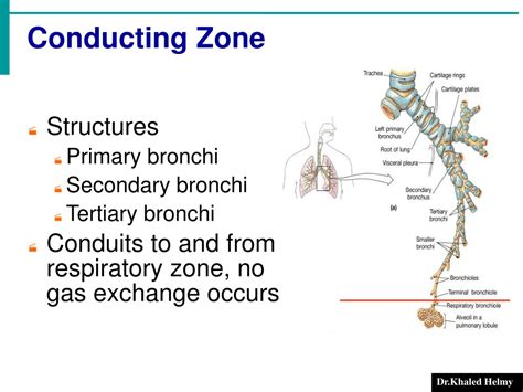 PPT - Anatomy and physiology of The Respiratory System PowerPoint Presentation - ID:9572325