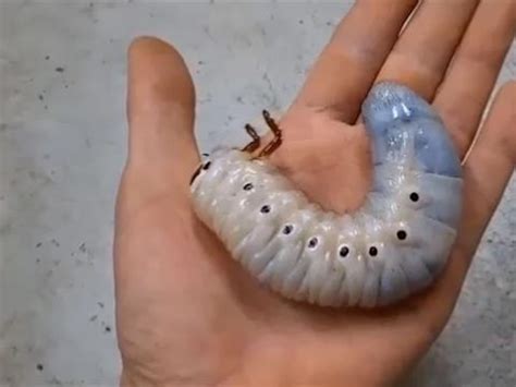 Rhino Beetle Larvae