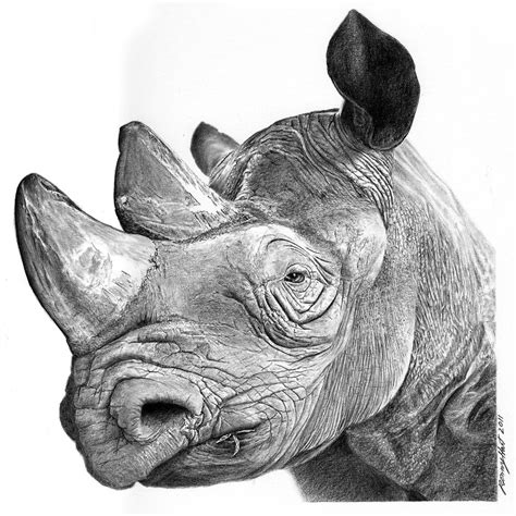 Rhino Pencil Drawing at GetDrawings | Free download