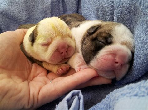 English Bulldog Newborn in 2023 Learn more here | bulldogs