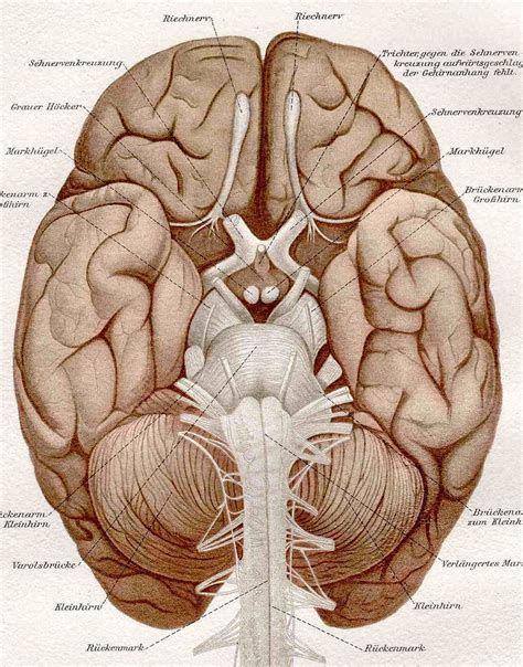 View Anatomy Brain Structure Background