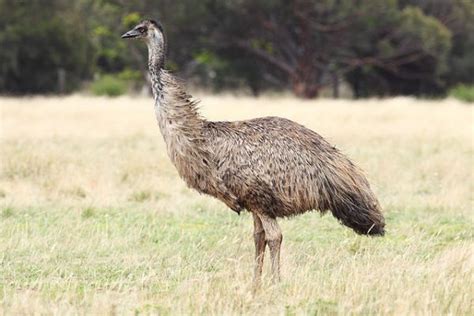 Top 10 Flightless Bird Species in The World