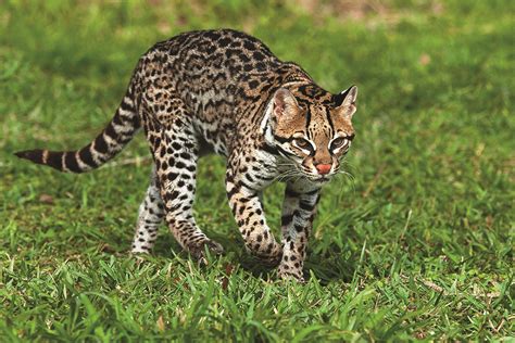 South Texas Ocelots