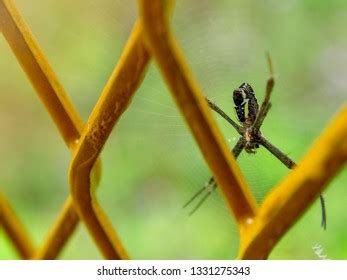 Spiders Nest On Side House Stock Photo 1331275343 | Shutterstock