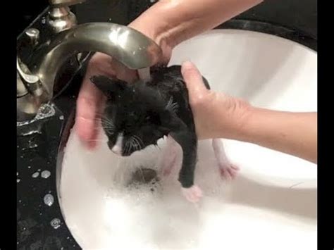 5 Rescue Kittens Get Flea Bath - YouTube