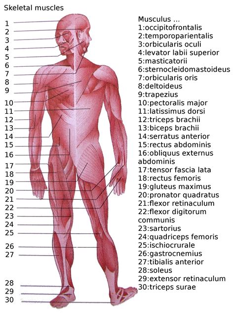 File:Skeletal muscles homo sapiens.JPG - Wikipedia, the free encyclopedia