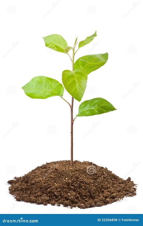 Sapling Royalty-Free Stock Photo | CartoonDealer.com #175757667