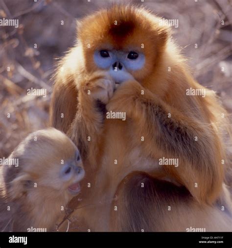 Mother baby golden snub nosed monkey Stock Photo - Alamy