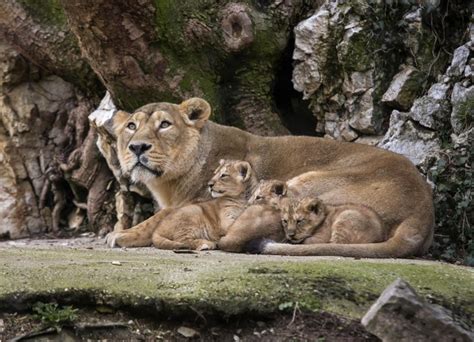 Asiatic Lion and Gir Forest: French zoo shows off rare Asiatic lion cubs.