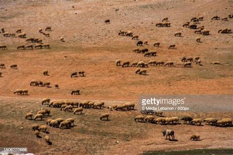 73 Wildebeest Migration Aerial Stock Photos, High-Res Pictures, and Images - Getty Images