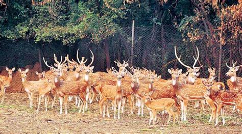 Deer Park Delhi Location/Address, Park Timings, Entry Fees & Helpline Number