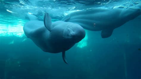 Gay Beluga Whales Mating at Sea World - YouTube