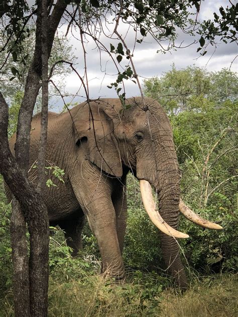 Large Docile Bull Elephant | Smithsonian Photo Contest | Smithsonian Magazine