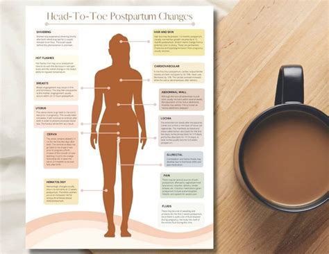 Postpartum Body Changes Handout PDF Printable Doula | Etsy