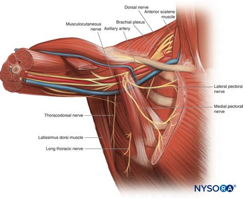 regional-anesthesia-pectoral-region-anatomy - NYSORA | NYSORA