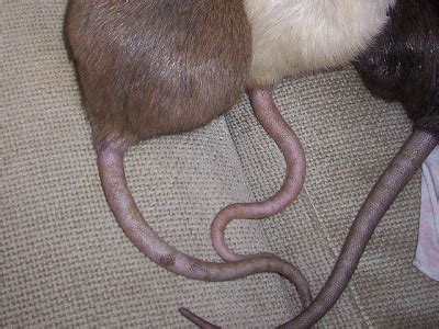 Why Don't Pet Rats Have Fur on Their Tails? | Pawsitively Pets