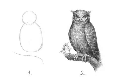 How to draw an owl meme | Owls drawing, Step by step drawing, Drawing ...