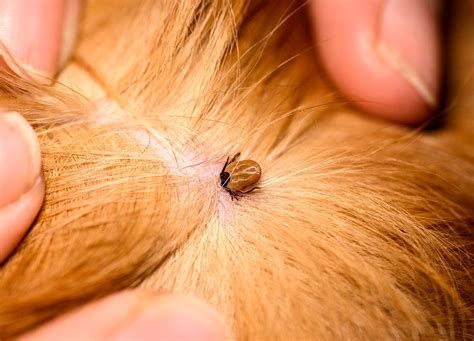 Have you left a tick head in your cat or dog?