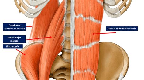 Anatomy, Abdomen and Pelvis, Quadratus Lumborum | Pelvis, Rectus ...