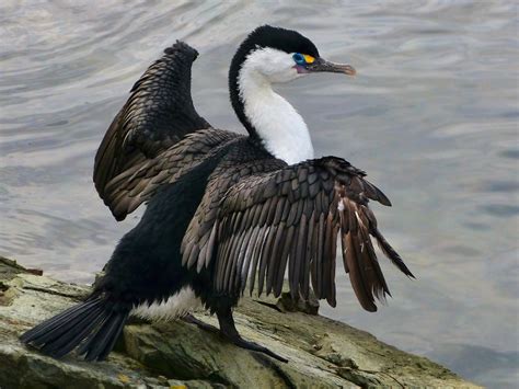 Pied Shag | Pied Shag wing-drying in Queen Charlotte Sound, … | Flickr