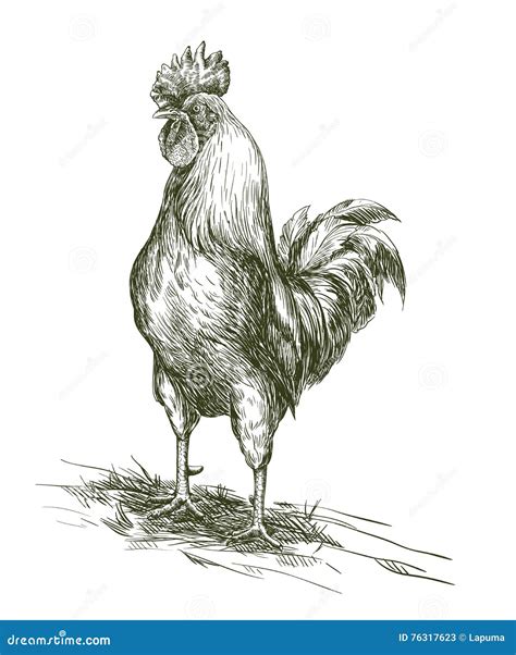 Cock. Aviculture. Poultry Breeding. Vector Sketch Stock Vector ...