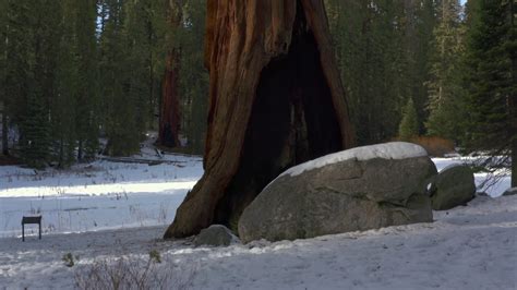 Tall Pine Forest at Sequoia National Park, California image - Free stock photo - Public Domain ...