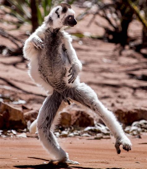 Madagascar comes to life with the lemur that loves to dance - Daily Star