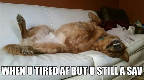 50+ Funniest Golden Retriever Memes