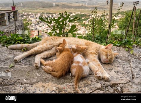 Stray kittens hi-res stock photography and images - Alamy