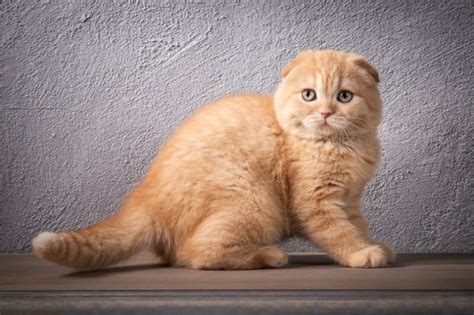 Orange Scottish Fold Cat: Info, Pictures, Facts & History - Catster