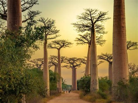 Madagascar honeymoon adventure | Responsible Travel