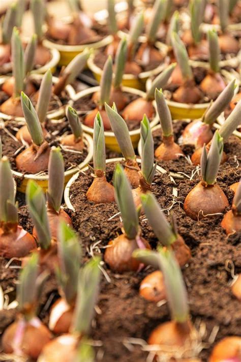 How To Plant Tulip Bulbs – Best Time Of Year To Plant Tulips – GeniusWriter