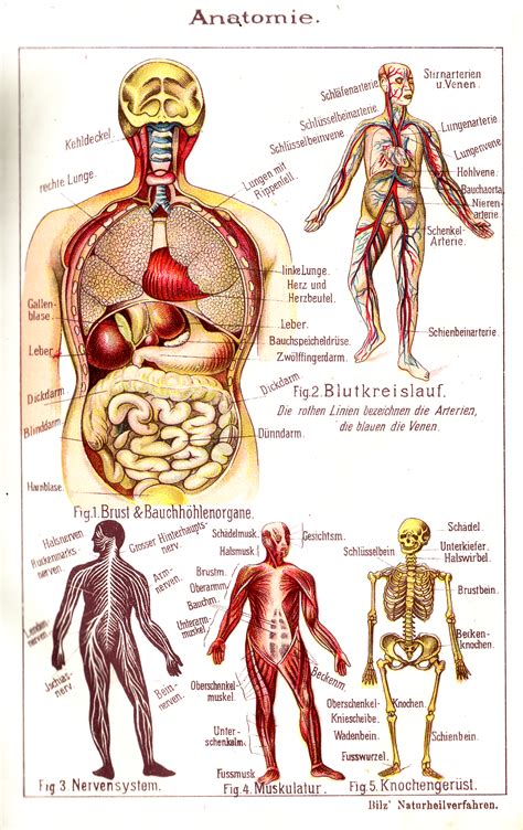 File:Bilz100 Tafel Anatomie.png - Wikimedia Commons